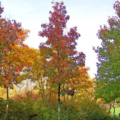 Liquidambar Worplesdon - Public Domain Image