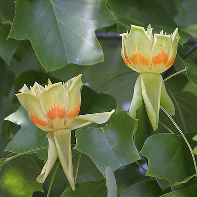 Liriodendron 'Tulipifera' - Photo by Amos Oliver Doyle (CC BY-SA 3.0)