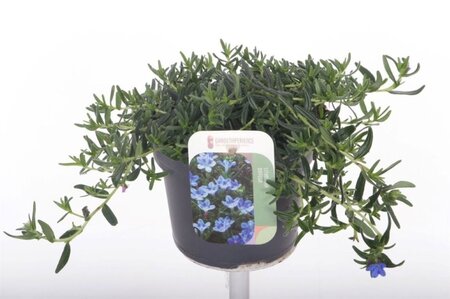 Lithodora 'Grace Ward' - Image courtesy of Pannebakker