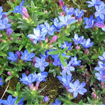 Lithodora “Heavenly Blue” - Photo by Meneerke bloem (CC BY-SA 2.0)