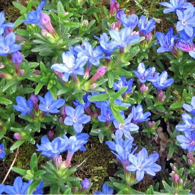 Lithodora “Heavenly Blue” - Photo by Meneerke bloem (CC BY-SA 2.0)