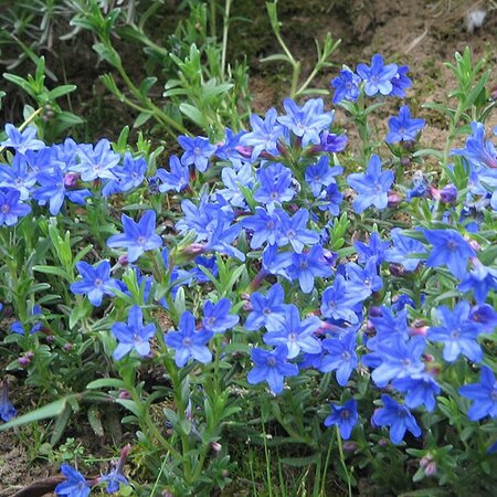 - Photo by Meneerke bloem (CC BY-SA 3.0)