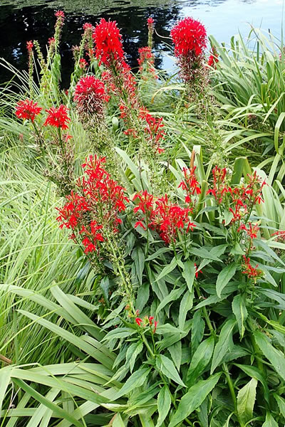 Lobelia cardinalis -Photo by Krzysztof Ziarnek, Kenraiz (CC BY-SA 4.0)