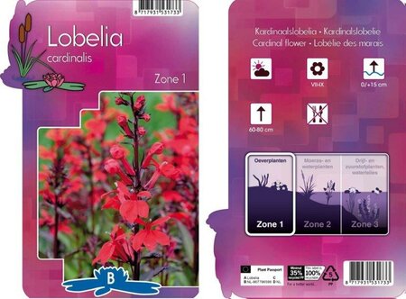 Lobelia cardinalis - Image courtesy of Pannebakker
