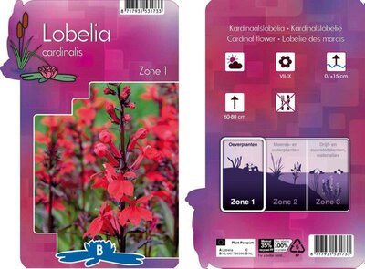 Lobelia cardinalis - Image courtesy of Pannebakker