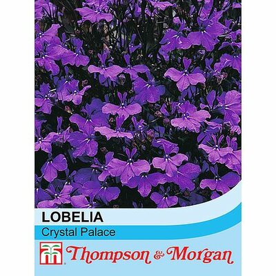 Lobelia Crystal Palace - Image courtesy of T&M