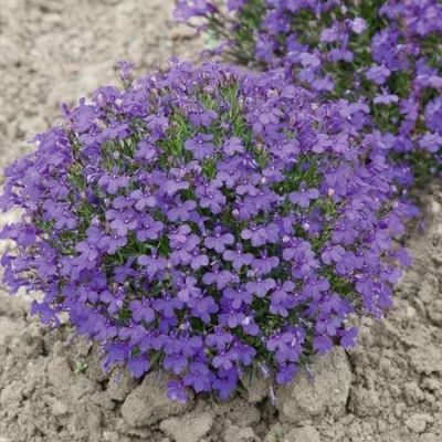 Lobelia Crystal Palace (Bush)