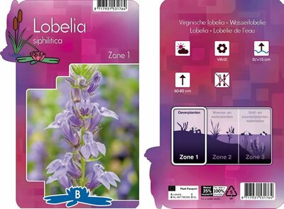 Lobelia siphilitica - Image courtesy of Pannebakker