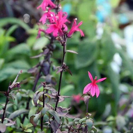 Lobelia Starship 'Deep Rose' - Photo by David J. Stang (CC BY-SA 4.0)