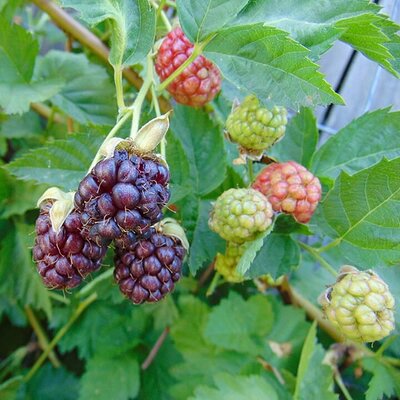 Loganberries 'Thornless' (Bare Root) - Photo by Nadiatalent (CC BY-SA 4.0)
