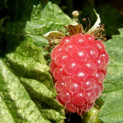 Loganberry - Photo by In Memoriam: Andy / Andrew