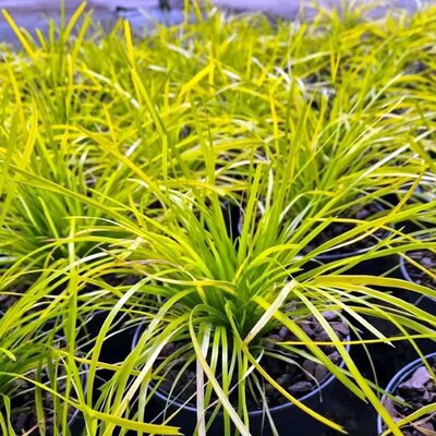 Lomandra 'Miners Gold' - Image courtesy of Tully Nurseries