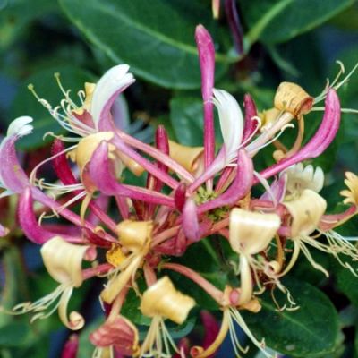 Lonicera 'Belgica' (2L pot)
