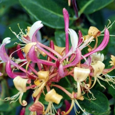 Lonicera Belgica - Image courtesy of pxfuel