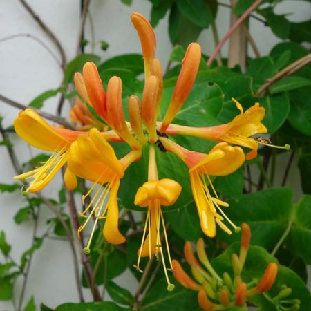 Lonicera “Copper Beauty” - Image by Marisa04 from Pixabay 