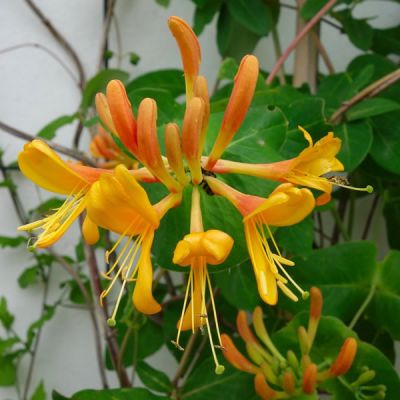 Lonicera 'Copper Beauty' (3L pot)