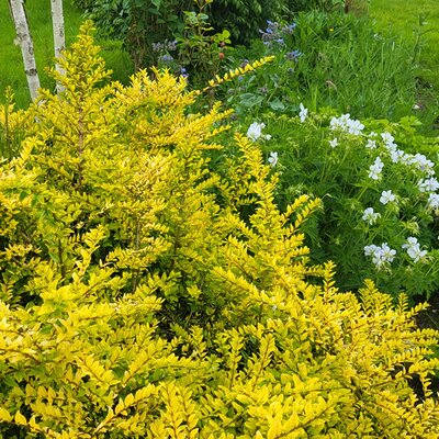 Lonicera 'Golden Glow' - Photo by Richard (AGC) taken 15/05/2026