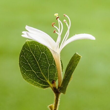 Lonicera 'Hall's Prolific' (3L pot)