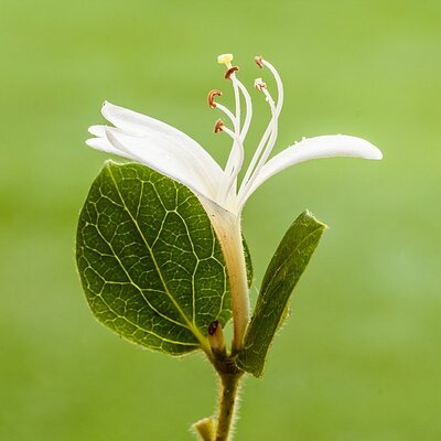 Lonicera 'Hall's Prolific' (3L pot)
