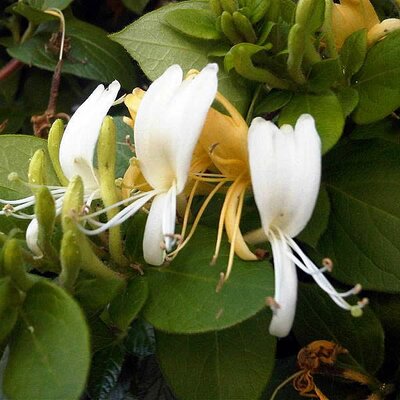 Lonicera Halliana - Photo by Emőke Dénes (CC BY-SA 4.0)