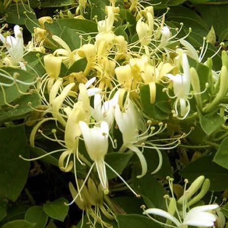 Lonicera Japonica "Halls Prolific" - Image by Emilian Robert Vicol from Pixabay