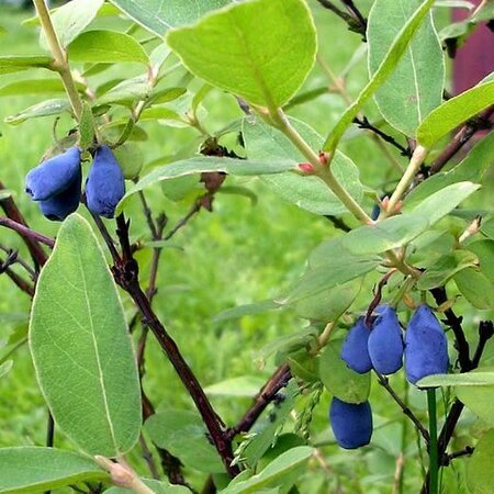 Lonicera kamtschatica - Photo by Niepokój Zbigniew (CC BY-SA 4.0)