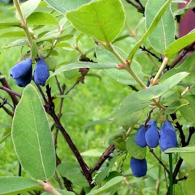 Lonicera kamtschatica - Photo by Niepokój Zbigniew (CC BY-SA 4.0)