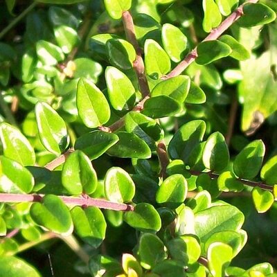 Lonicera 'Nitida May Green'  (3L pot)
