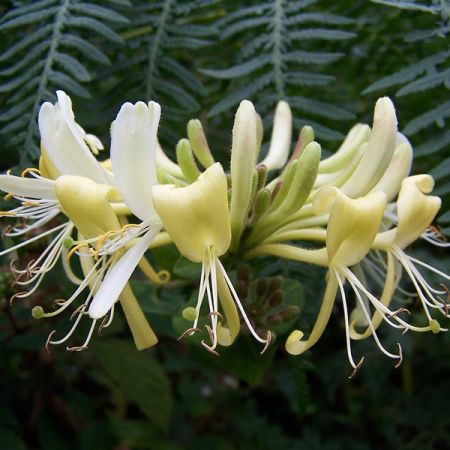 Lonicera periclymenum "Graham  Thomas"