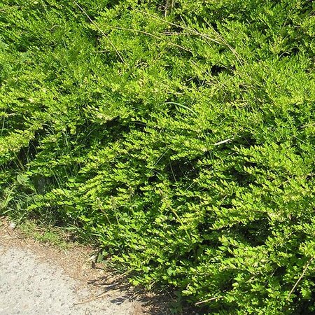 Lonicera Pileata “Moss green” - Photo by Maja Dumat (CC BY-SA 2.0)