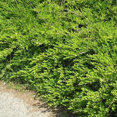 Lonicera Pileata “Moss green” - Photo by Maja Dumat (CC BY-SA 2.0)