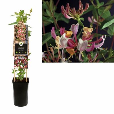 Lonicera  "Serotina"  - Image courtesy of Pannebakker