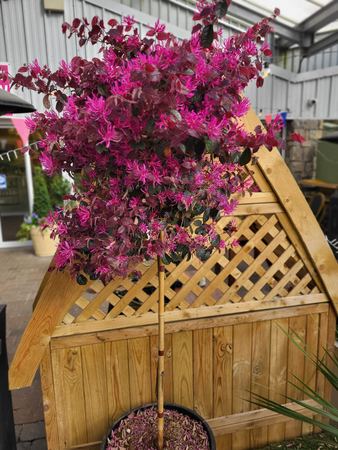 - Image courtesy of Impulse Plants