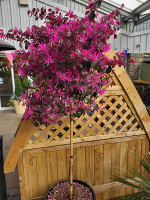 Loropetalum Chinense 'Black Pearl' (3L pot)