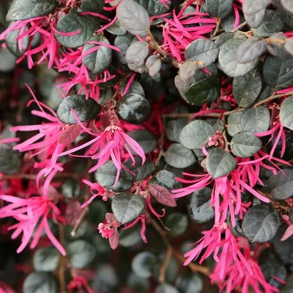 Loropetalum chinensis Black Pearl (7.5L pot)