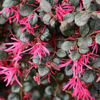Loropetalum chinensis Black Pearl (7.5L pot)