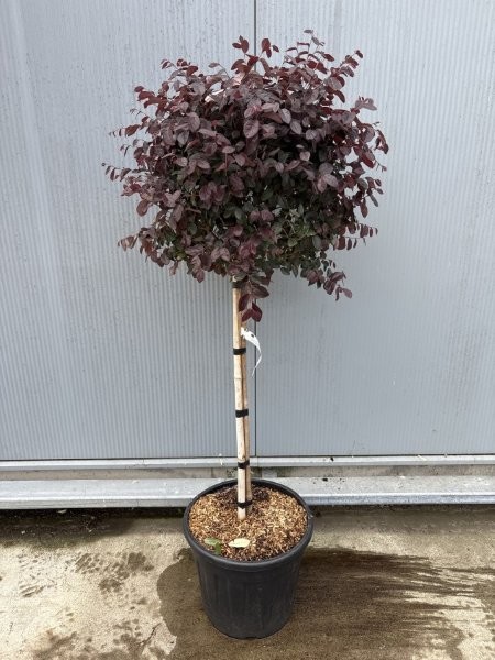 - Image courtesy of Impulse Plants
