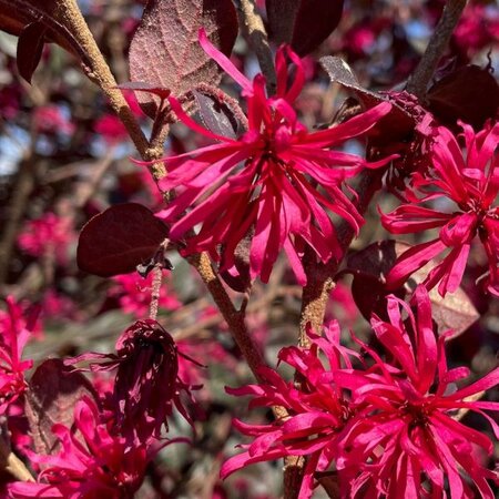 Loropetalum 'Rose in Black' - Extract of public image here under fair use