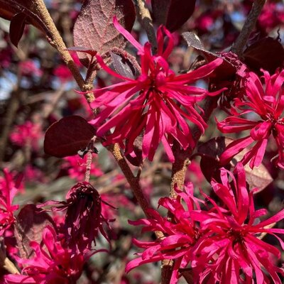 Loropetalum 'Rose in Black' - Extract of public image here under fair use