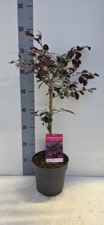 - Image courtesy of Impulse Plants