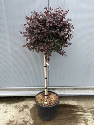 Loropetalum Chinense 'Black Pearl' Stem – 160cm (30L pot)