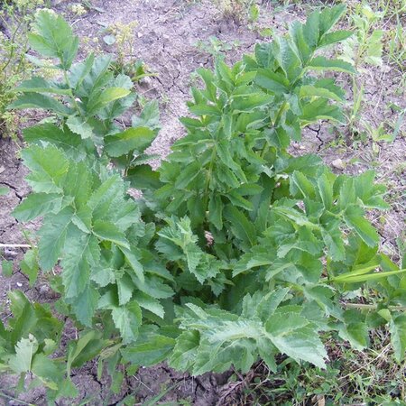 Lovage - Image by Emilian Robert Vicol from Pixabay 