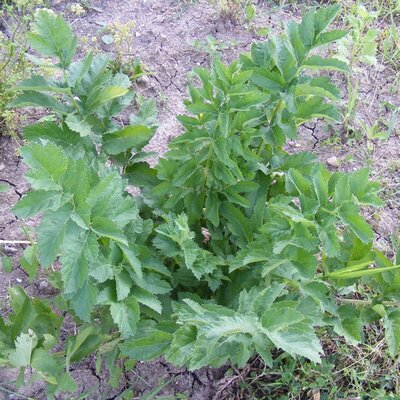 Lovage - Image by Emilian Robert Vicol from Pixabay 