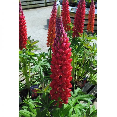 Lupin Westcountry 'Beefeater' - Photo by Andy Mabbett (CC BY-SA 4.0)
