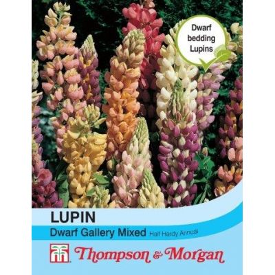 Lupin Dwarf Gallery Mixed - Image courtesy of T&M