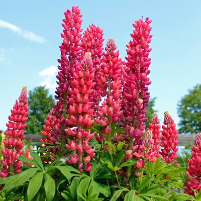 Lupin 'Gallery Red' - Image courtesy of pxhere (CC0)