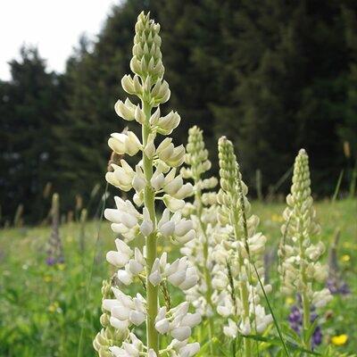 Lupin 'Gallery White' - Image by Uta E. from Pixabay 