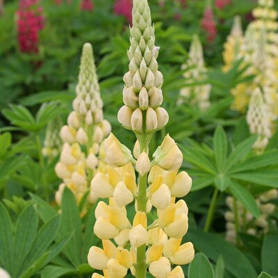 Lupin 'Gallery Yellow' - Image courtesy of Schram Plants Ltd.