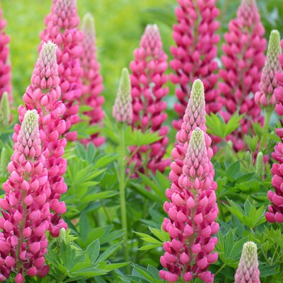 Lupin 'Lupinova Cutie' - Image by Frauke Riether from Pixabay 