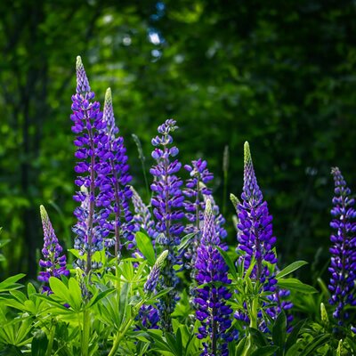 Lupin 'Lupinova Lyanna' - Image by Ursula Schneider from Pixabay